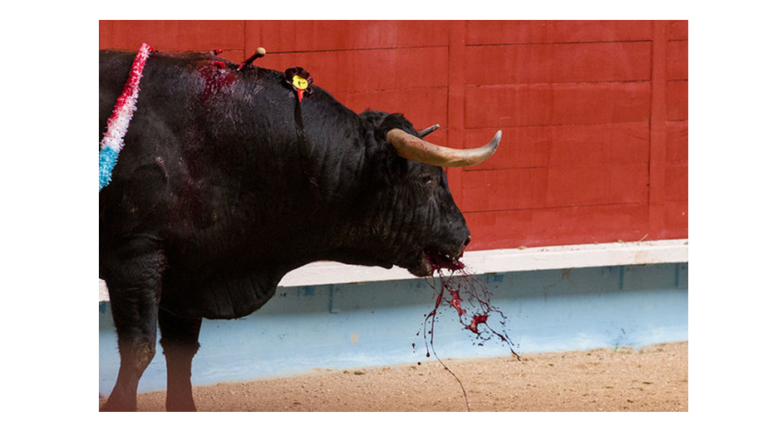 España Global: El Ayuntamiento de Madrid pagará por alentar la «cultura» de la tauromaquia