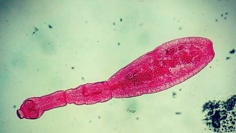 Canadá alerta de otra enfermedad potencialmente letal, la Equinococosis Alveolar