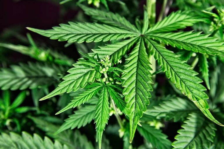 El Congreso aprueba la regulación del cannabis medicinal