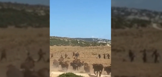 [Vídeo] Un grupo de soldados españoles huyen de un rebaño de vacas en Cádiz