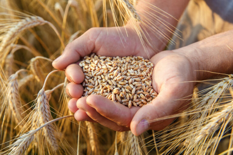 Ucrania y Rusia firman el acuerdo para desbloquear la salida del cereal