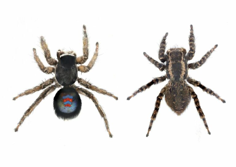 Descubren una araña ‘Blaugrana’