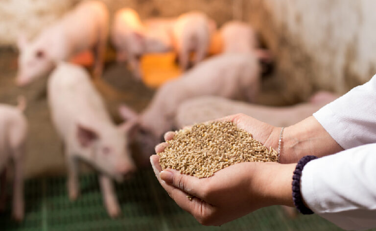 Indignación: Trigo de Ucrania que iba para para los más pobres del mundo se desvía a España como alimento para cerdos 