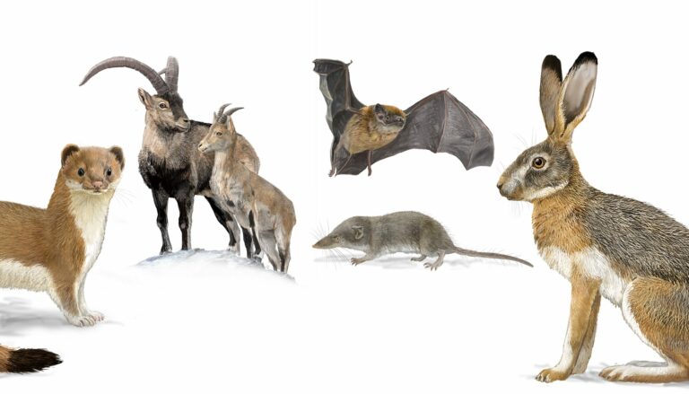 Se necesitan amantes de la naturaleza para ser ‘ojeadores’ de mamíferos en Catalunya