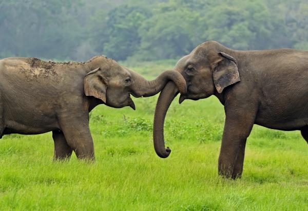 Una de las claves contra el cáncer podría estar en los testículos de los elefantes
